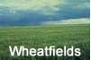 The Wheatfields Icon